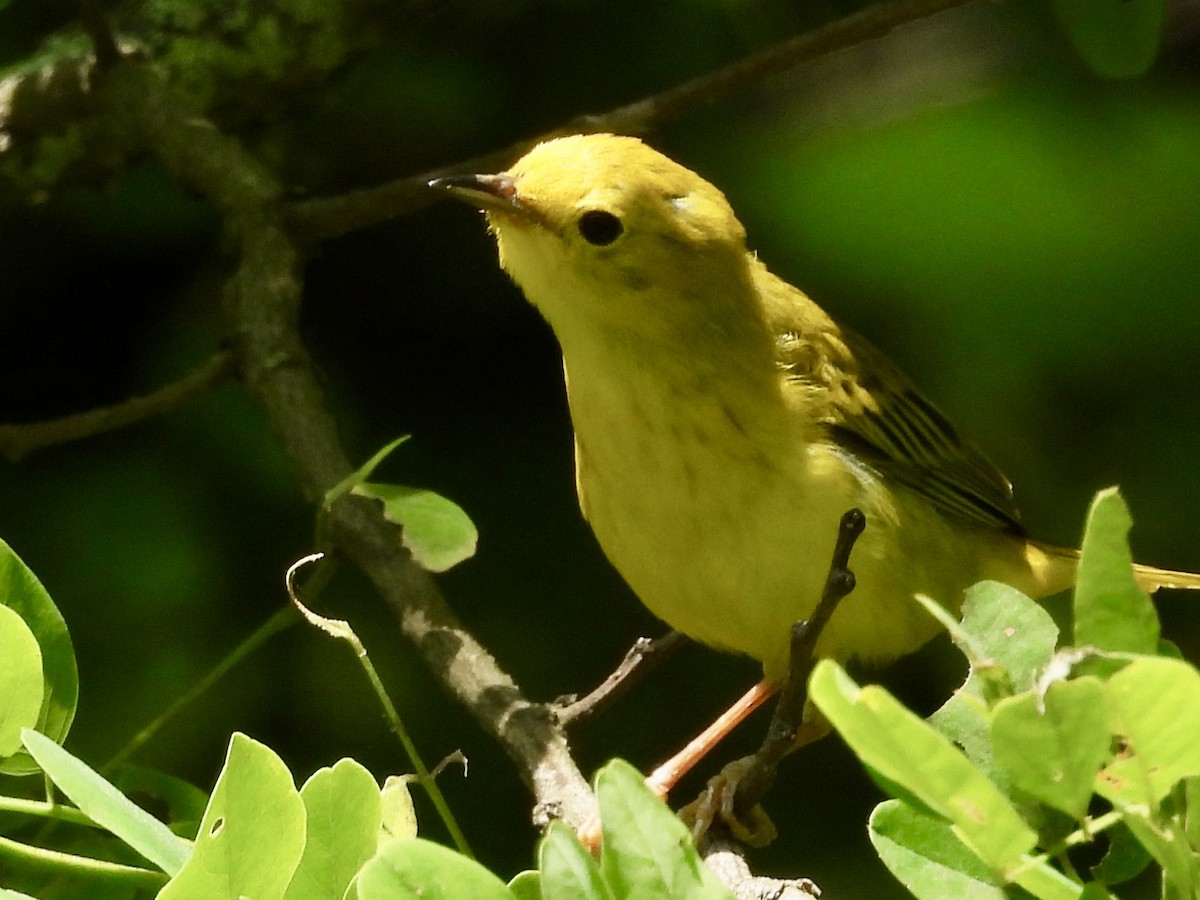 Yellow Warbler - ML620499410