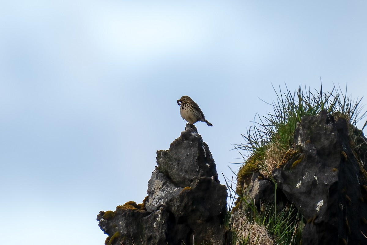 Meadow Pipit - ML620499411