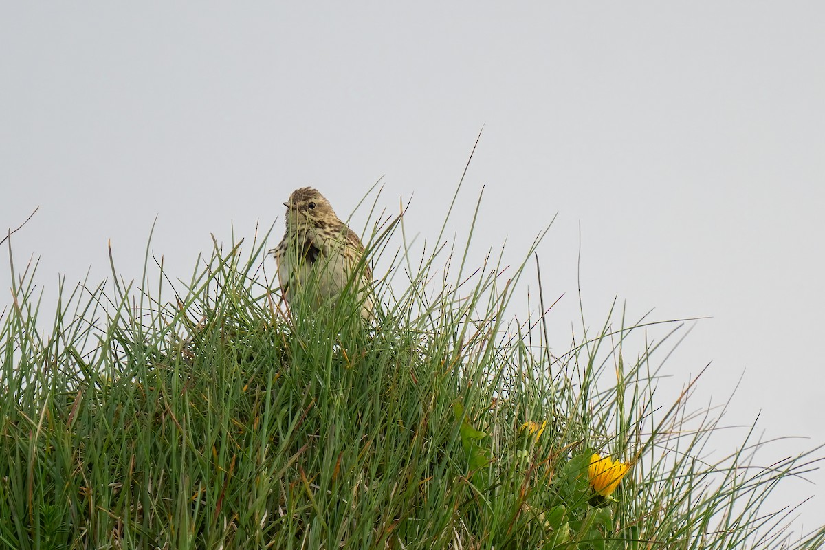 Meadow Pipit - ML620499412