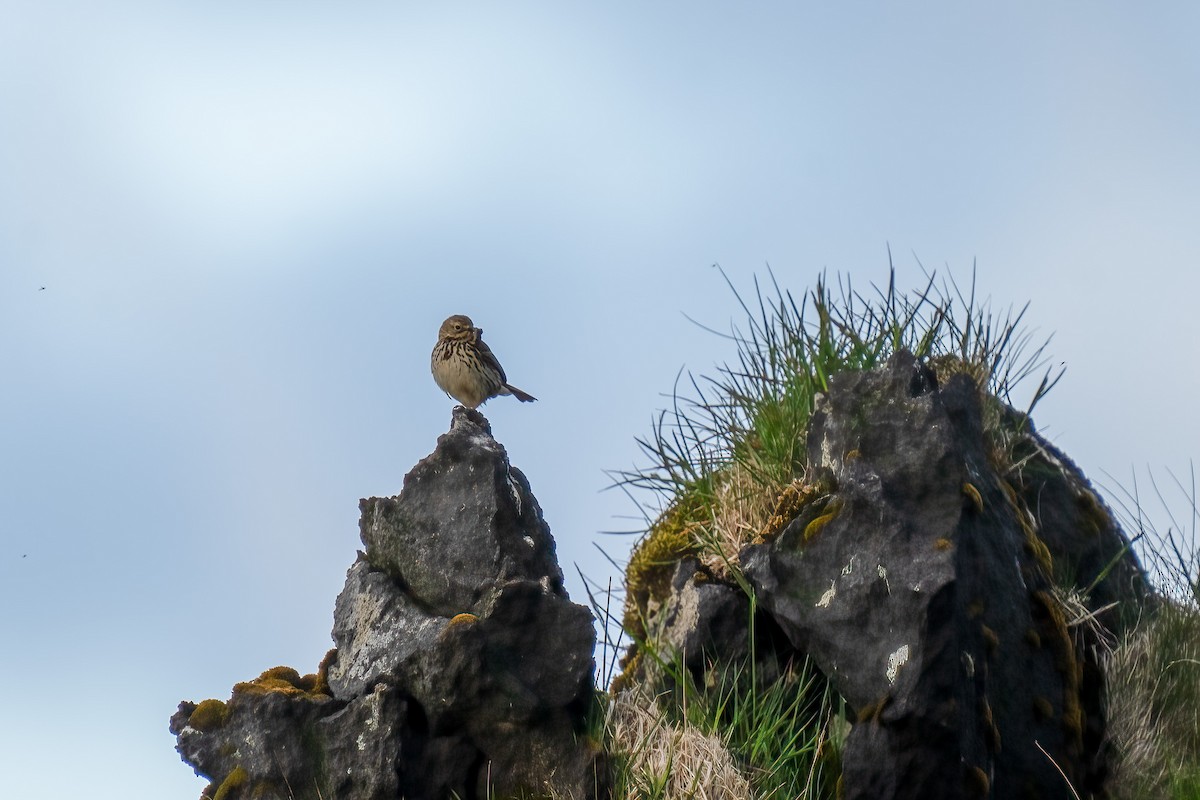 Meadow Pipit - ML620499413