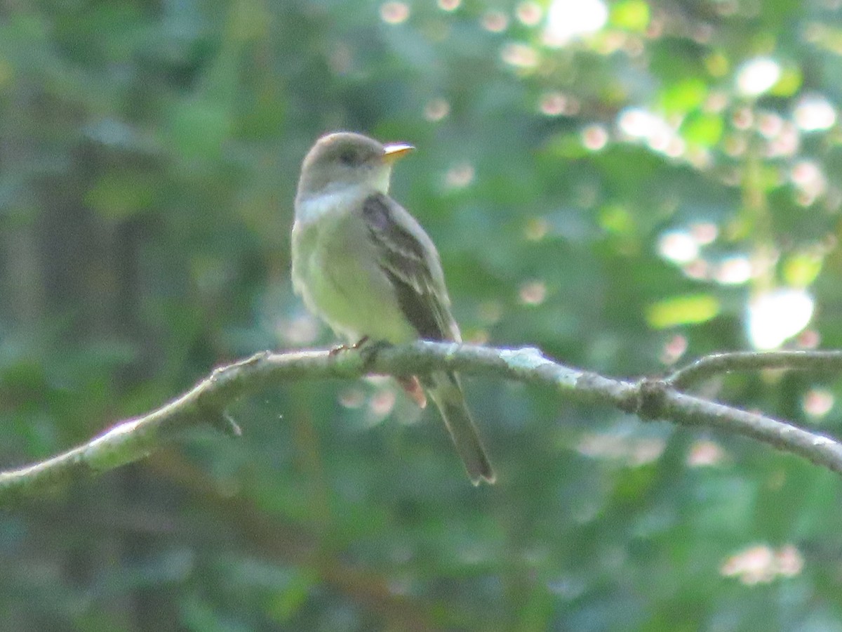 Great Crested Flycatcher - ML620499416