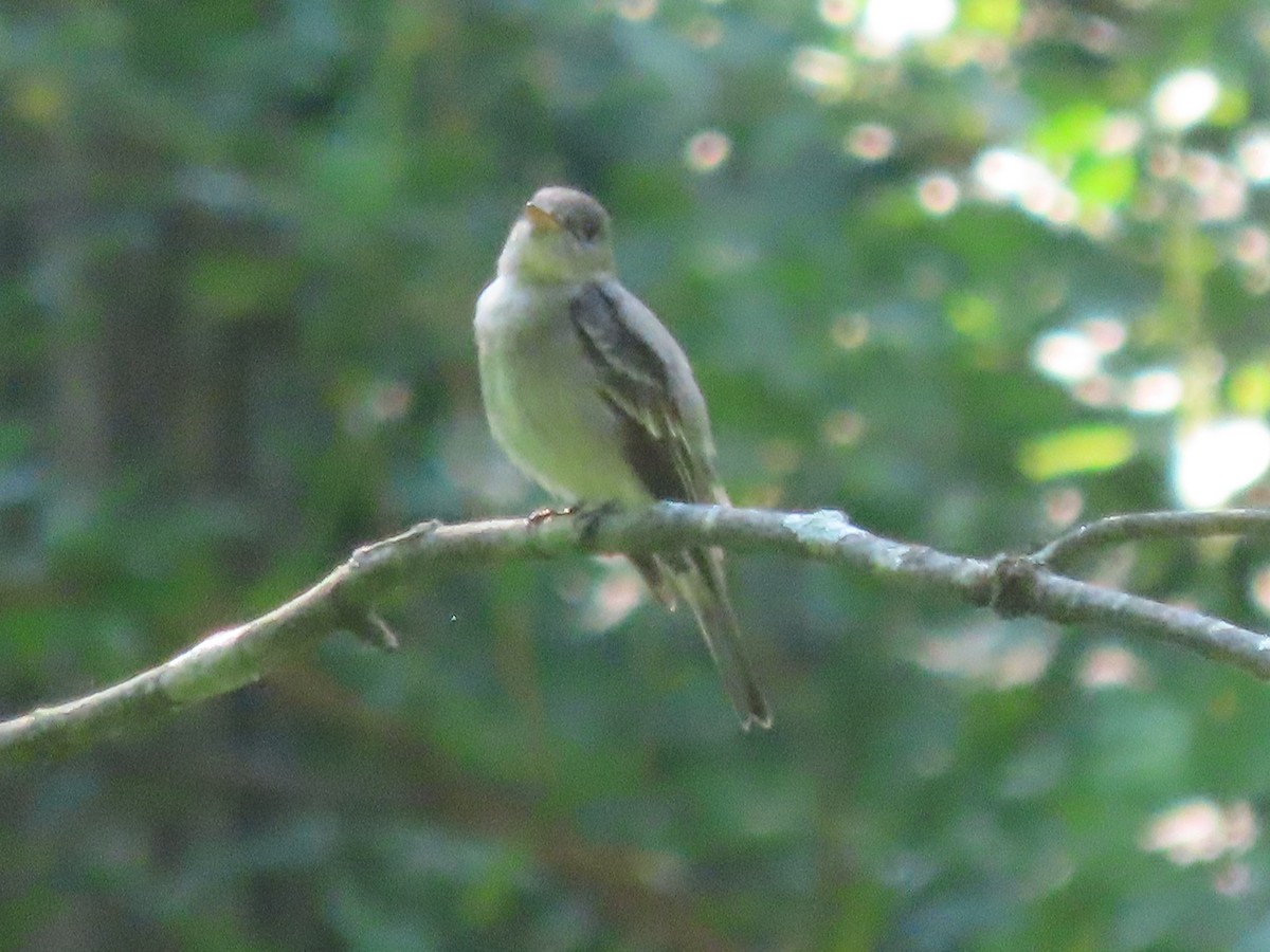 Great Crested Flycatcher - ML620499417