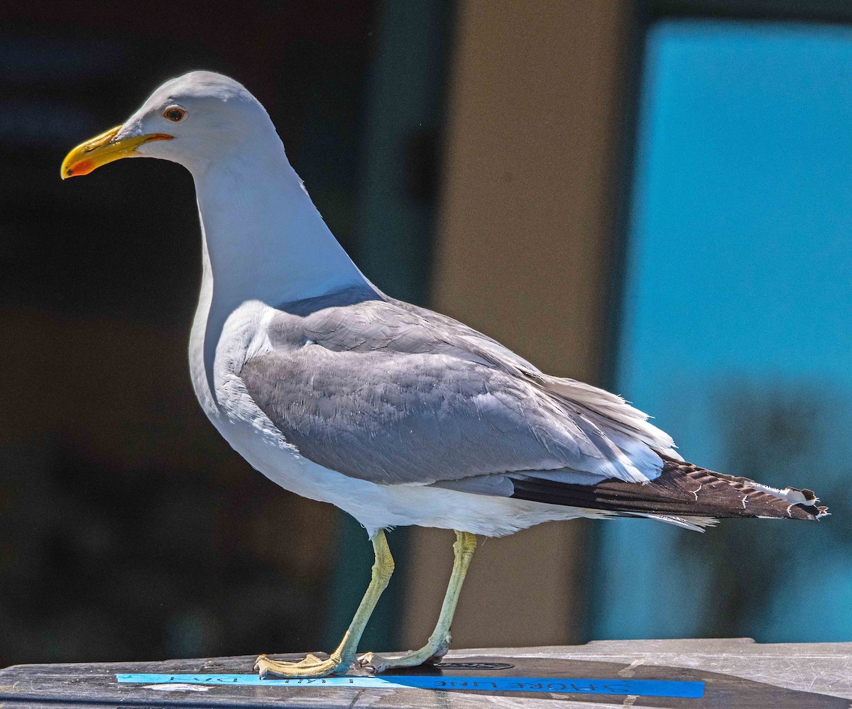 Gaviota Californiana - ML620499423