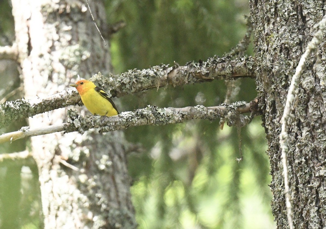 Western Tanager - ML620499425
