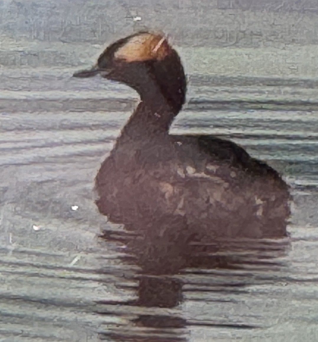 Horned Grebe - ML620499429