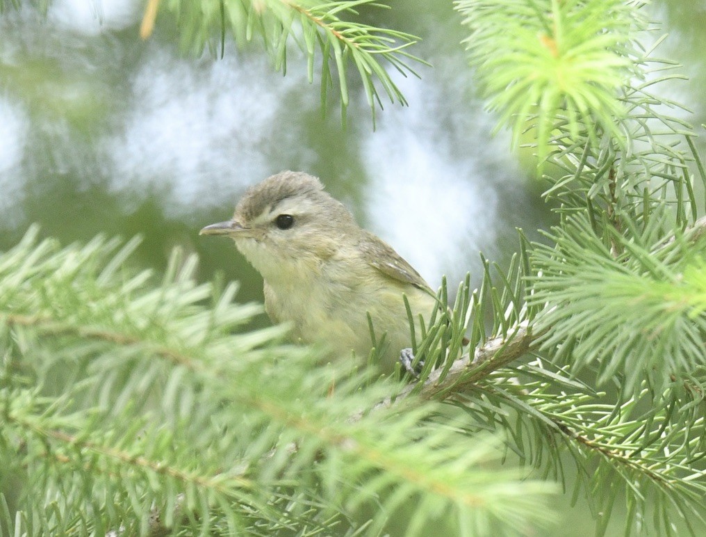 Warbling Vireo - ML620499432