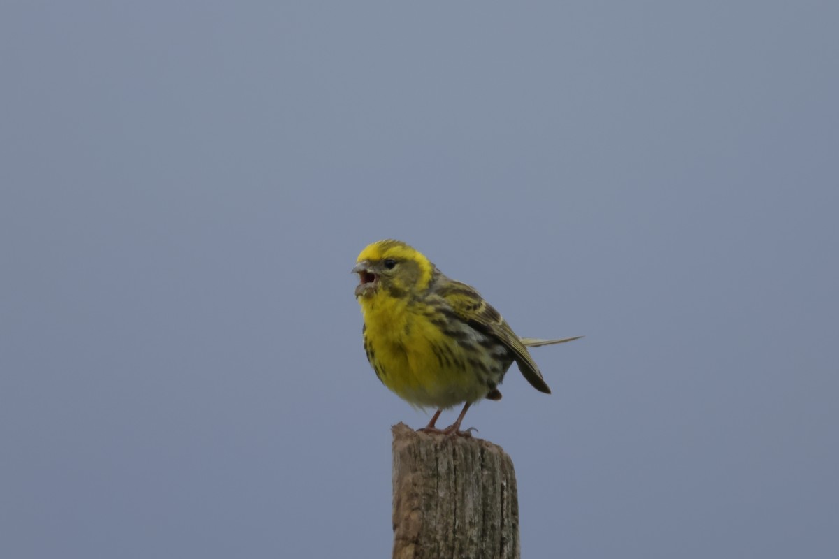 European Serin - ML620499438