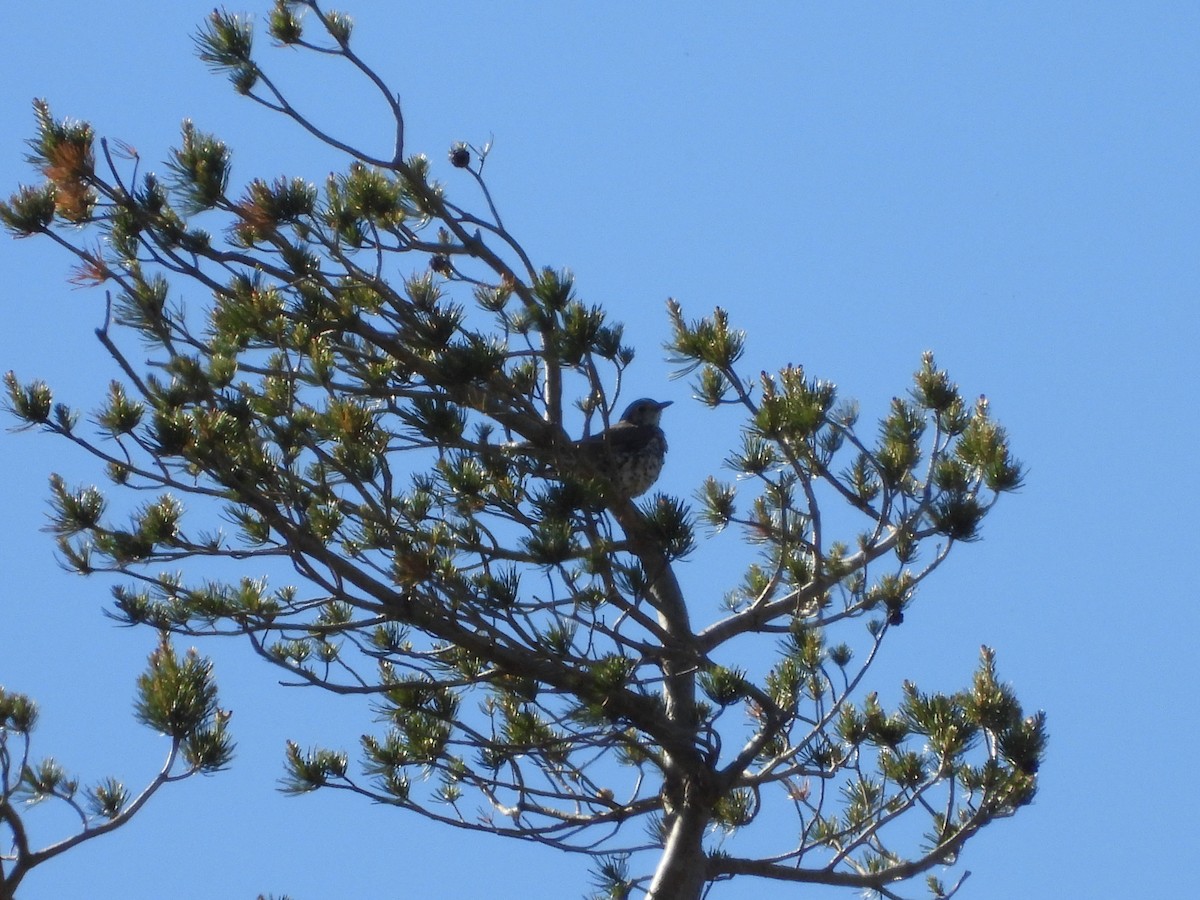 Mistle Thrush - ML620499442