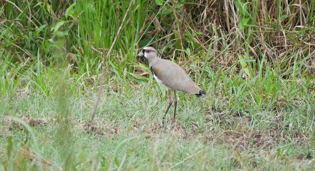 Southern Lapwing - ML620499443