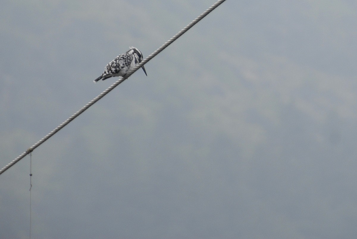 Pied Kingfisher - ML620499444