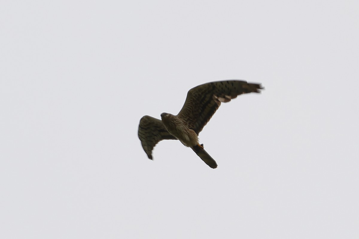 Montagu's Harrier - ML620499445