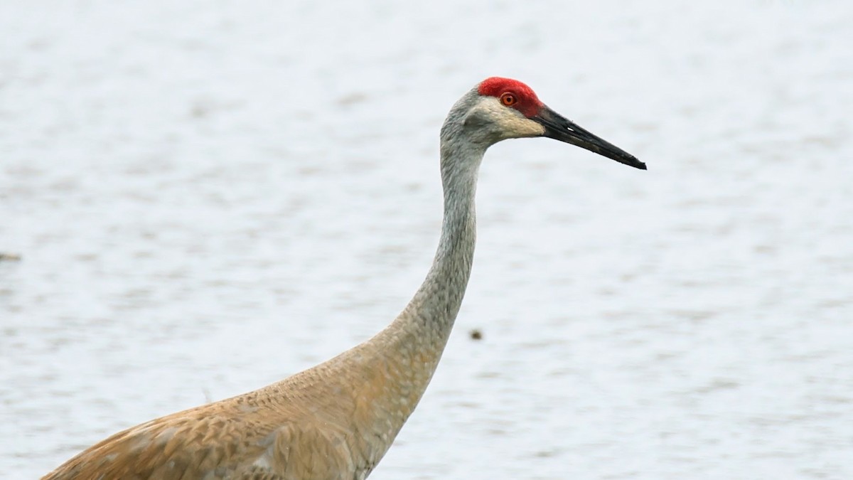 Sandhill Crane - ML620499448