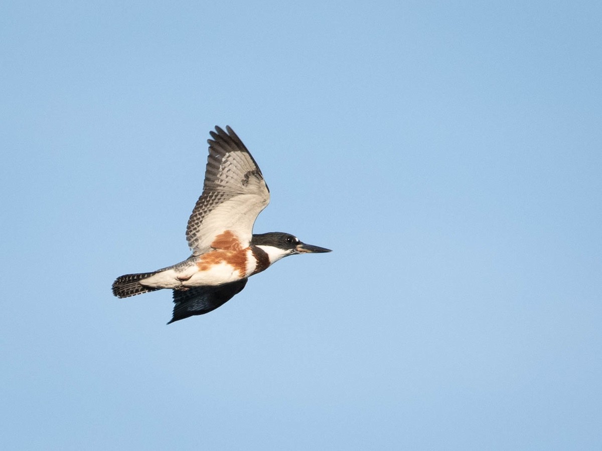 Belted Kingfisher - ML620499452