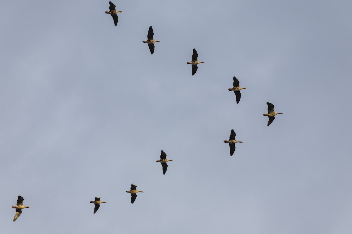 Greater White-fronted Goose (Western) - ML620499454