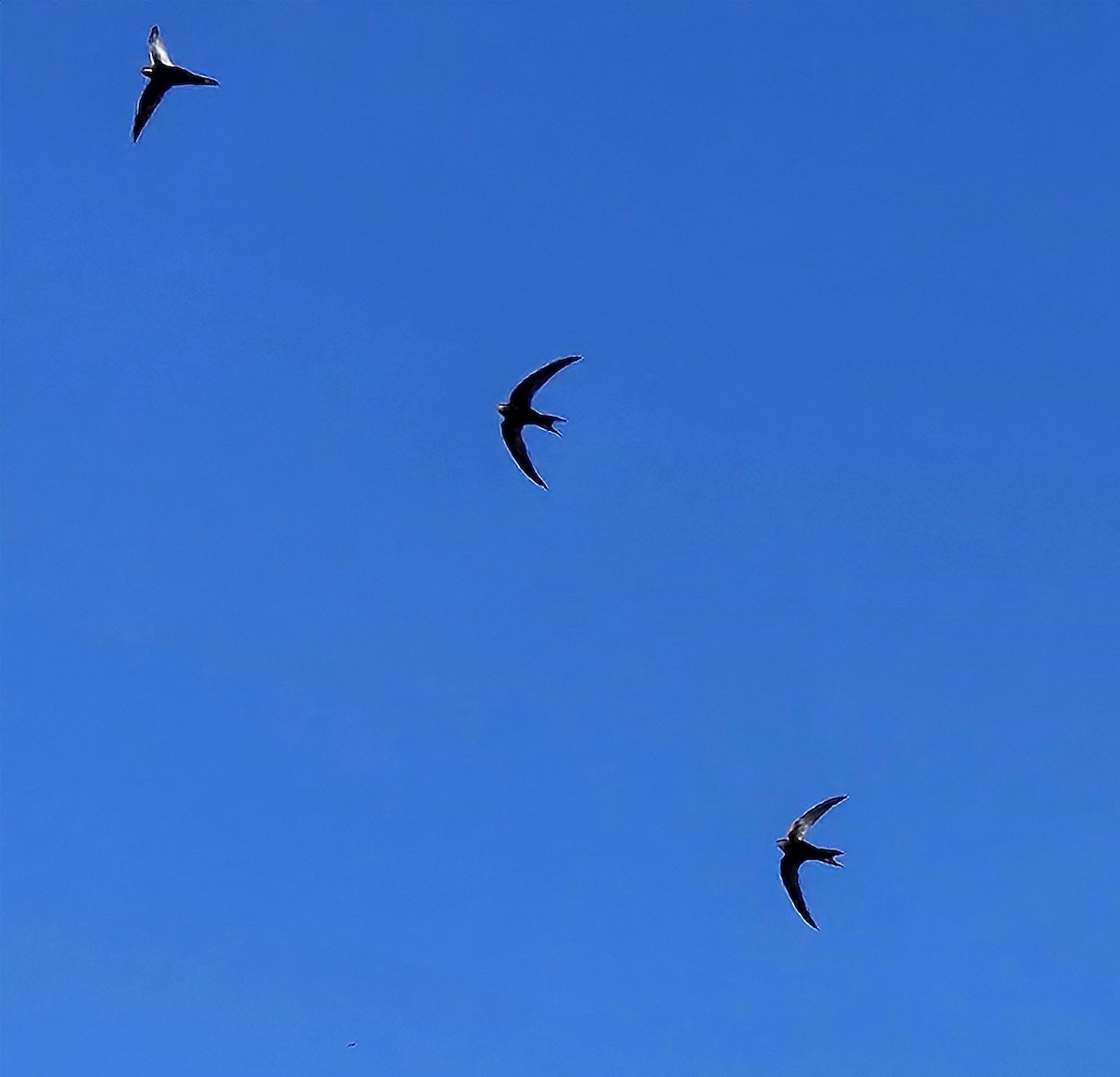 Хурын ураацай - ML620499455