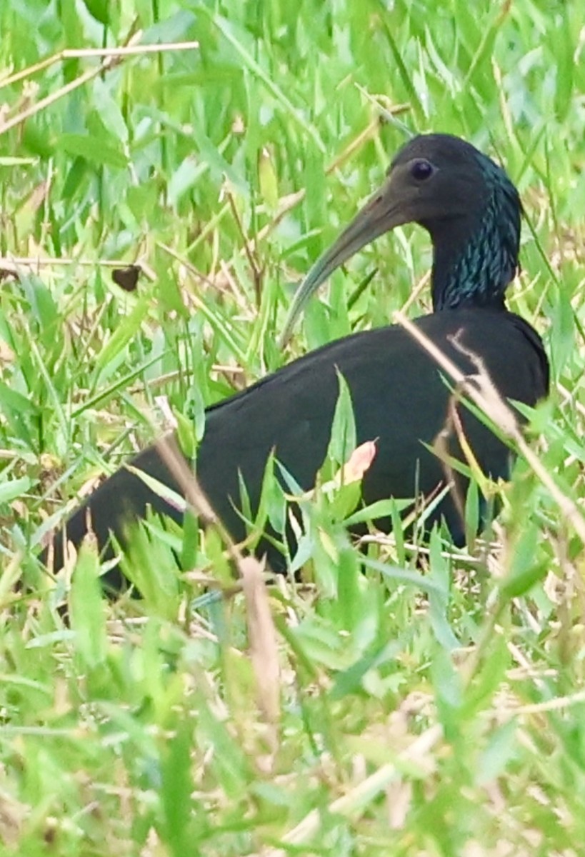 Green Ibis - ML620499458