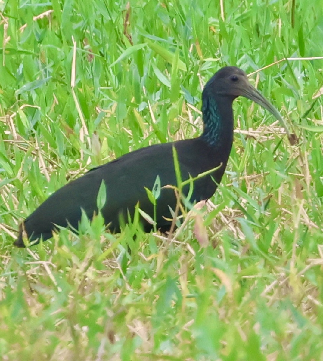 ibis zelený - ML620499459