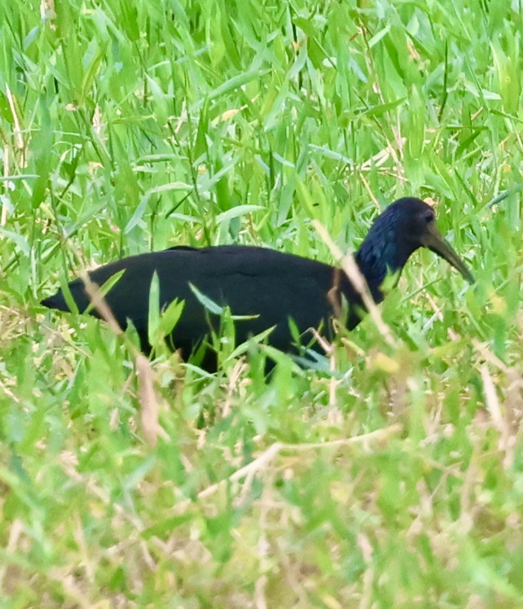 ibis zelený - ML620499460