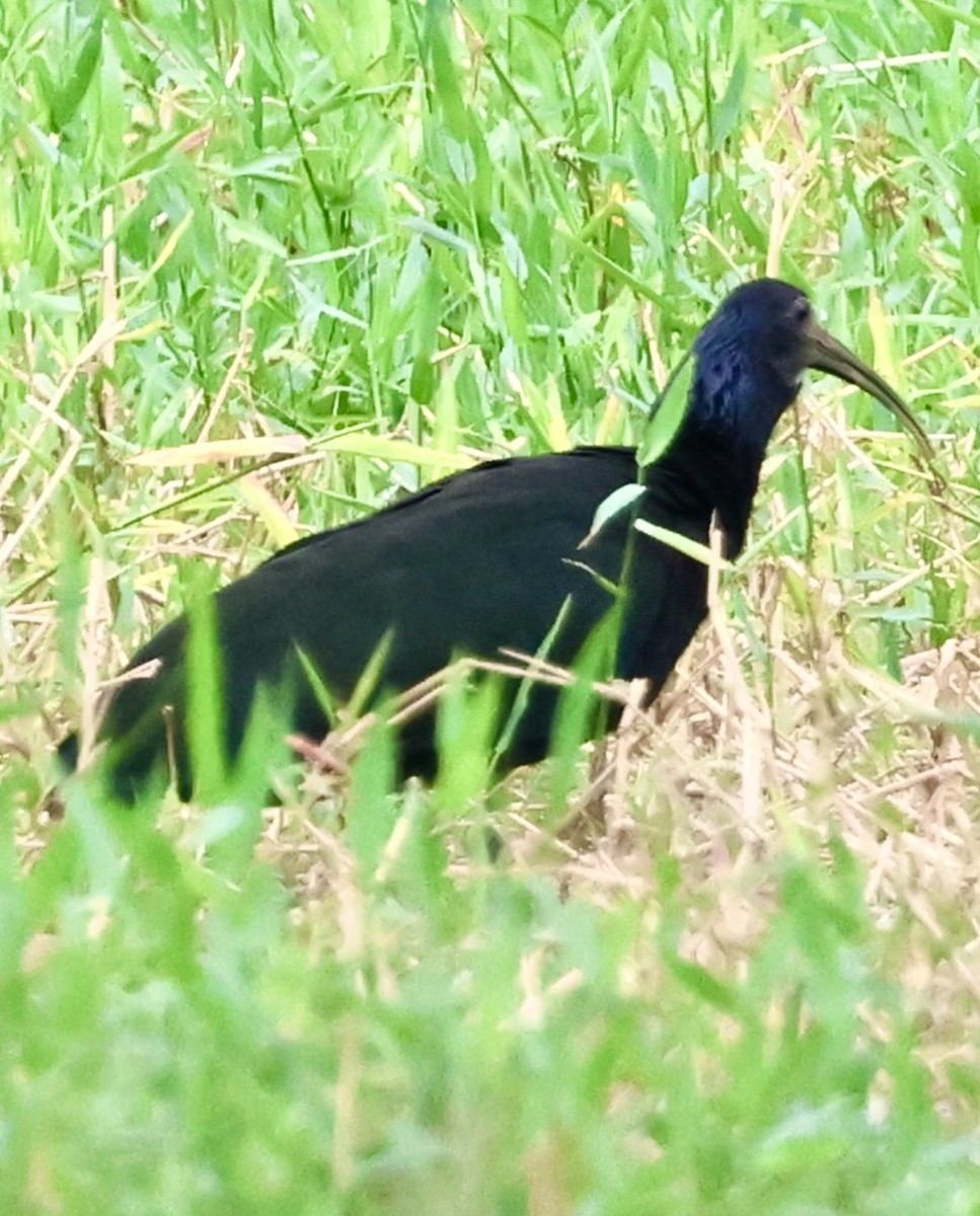 ibis zelený - ML620499461