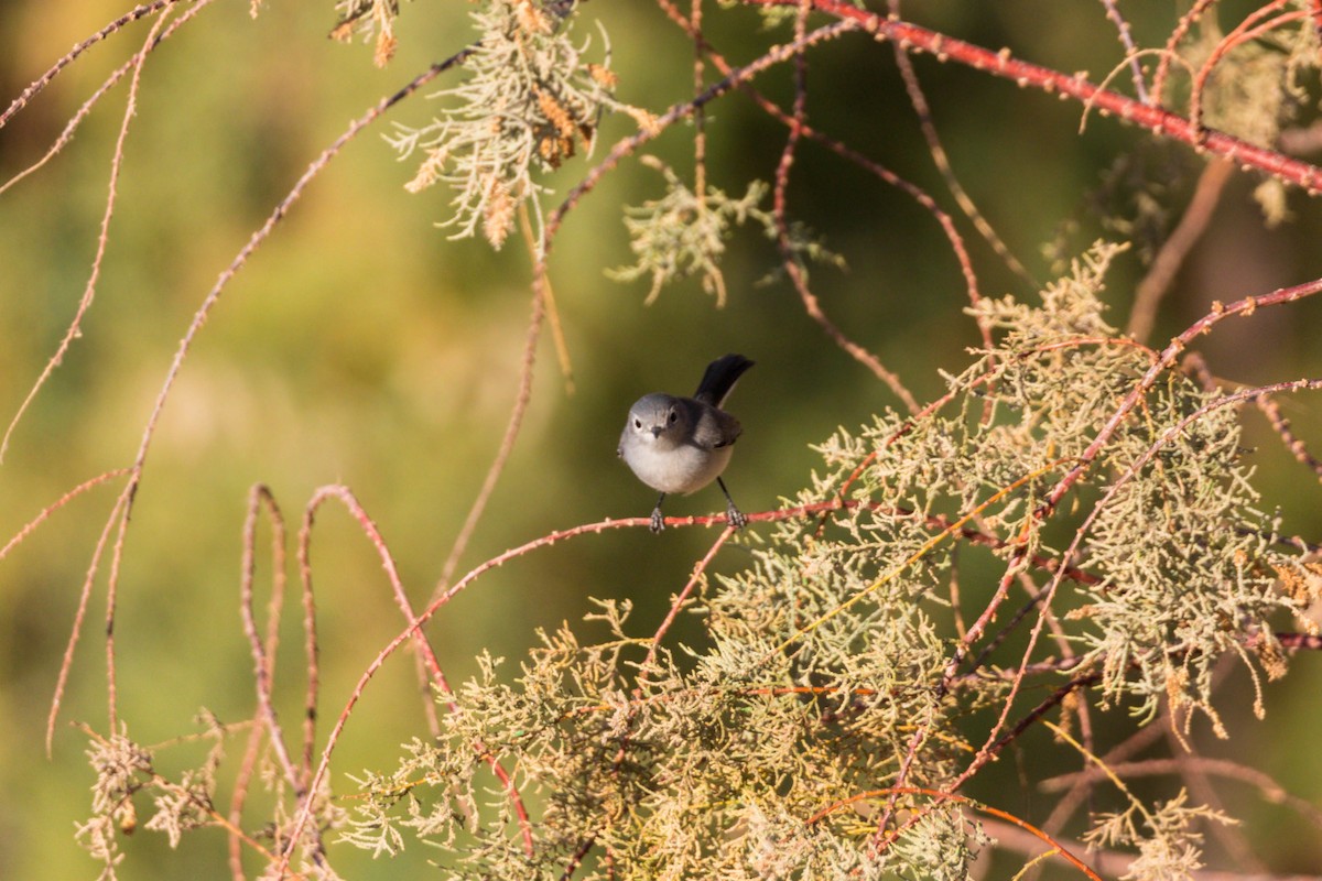 Blue-gray Gnatcatcher - ML620499462