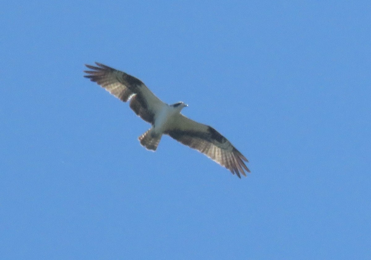 Balbuzard pêcheur - ML620499466