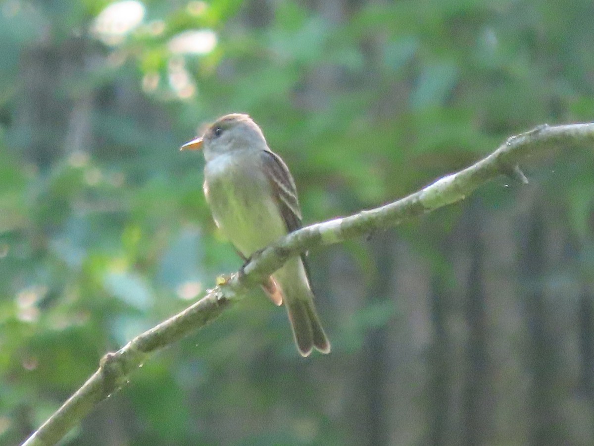Great Crested Flycatcher - ML620499469