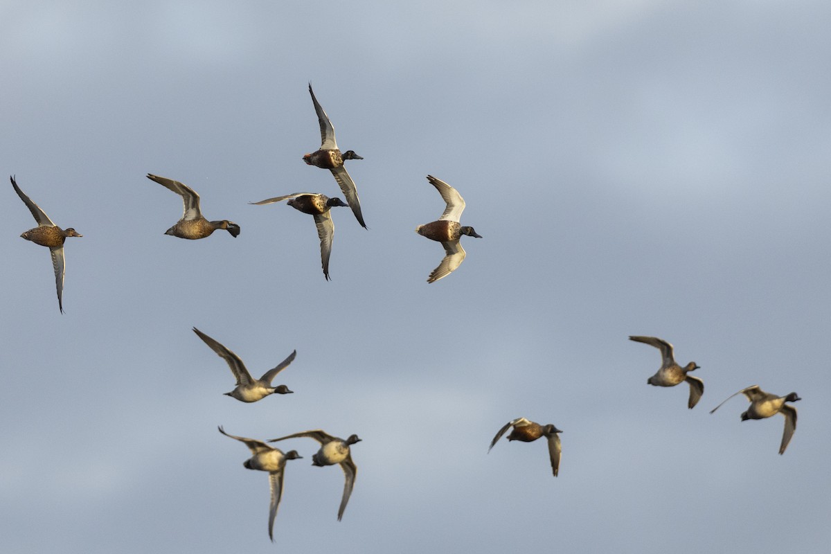 Northern Shoveler - Michael Stubblefield