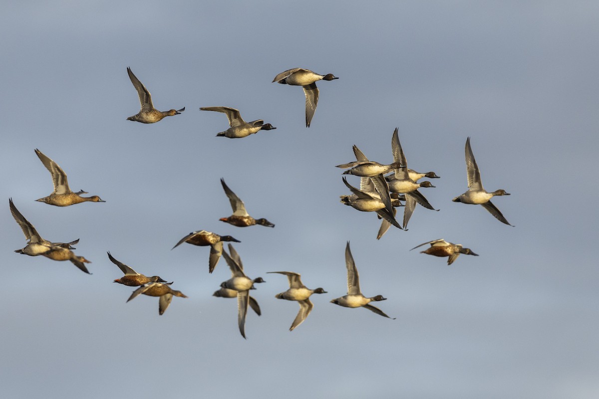 Northern Shoveler - ML620499472