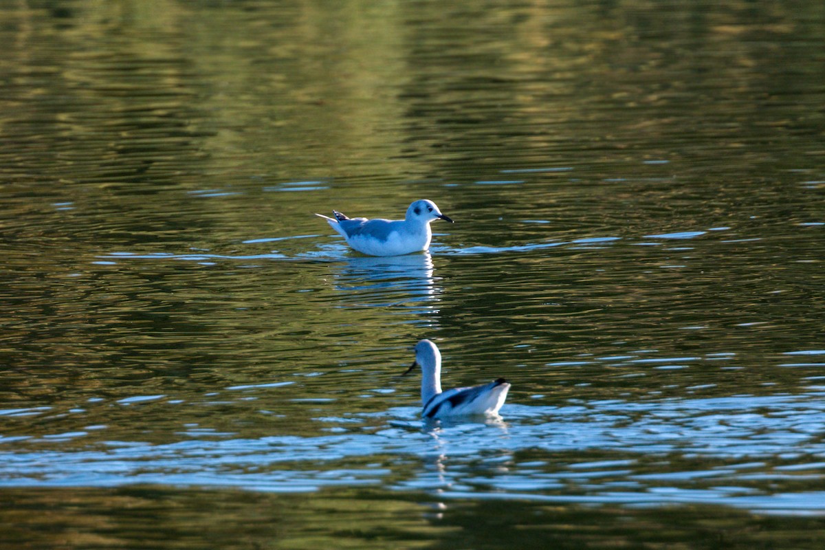 Bonaparte's Gull - ML620499473