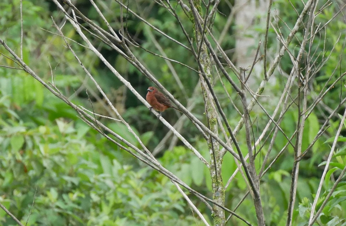Red-crested Finch - ML620499474