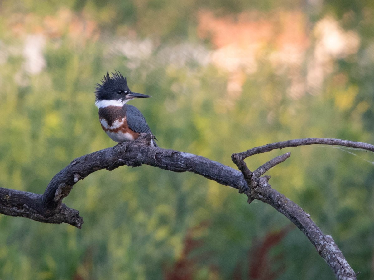 Belted Kingfisher - ML620499480