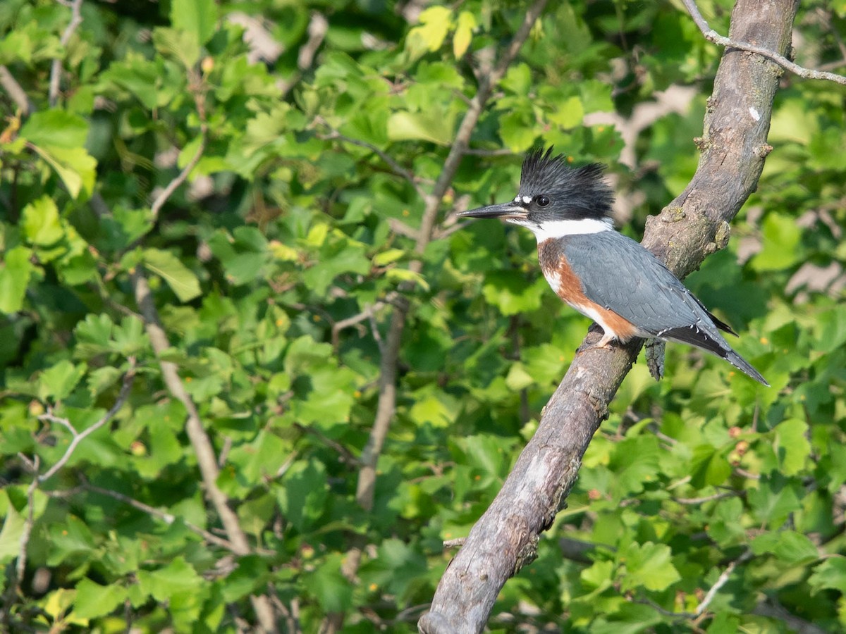 Belted Kingfisher - ML620499482