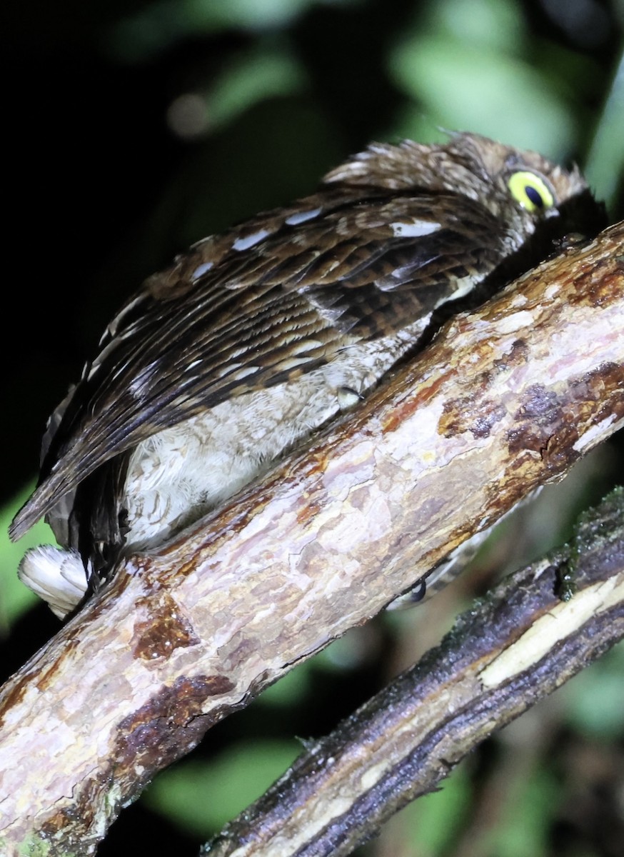 Middle American Screech-Owl - ML620499490