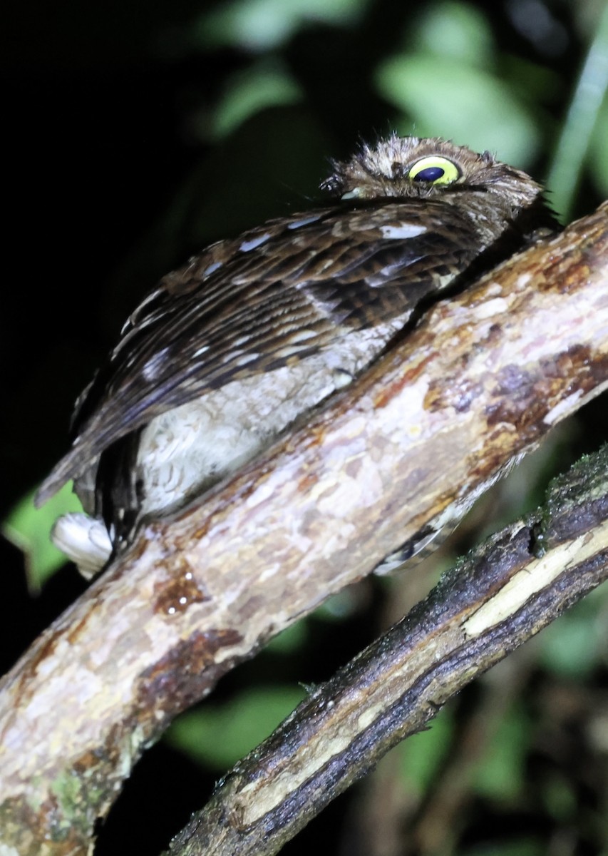 Middle American Screech-Owl - ML620499493