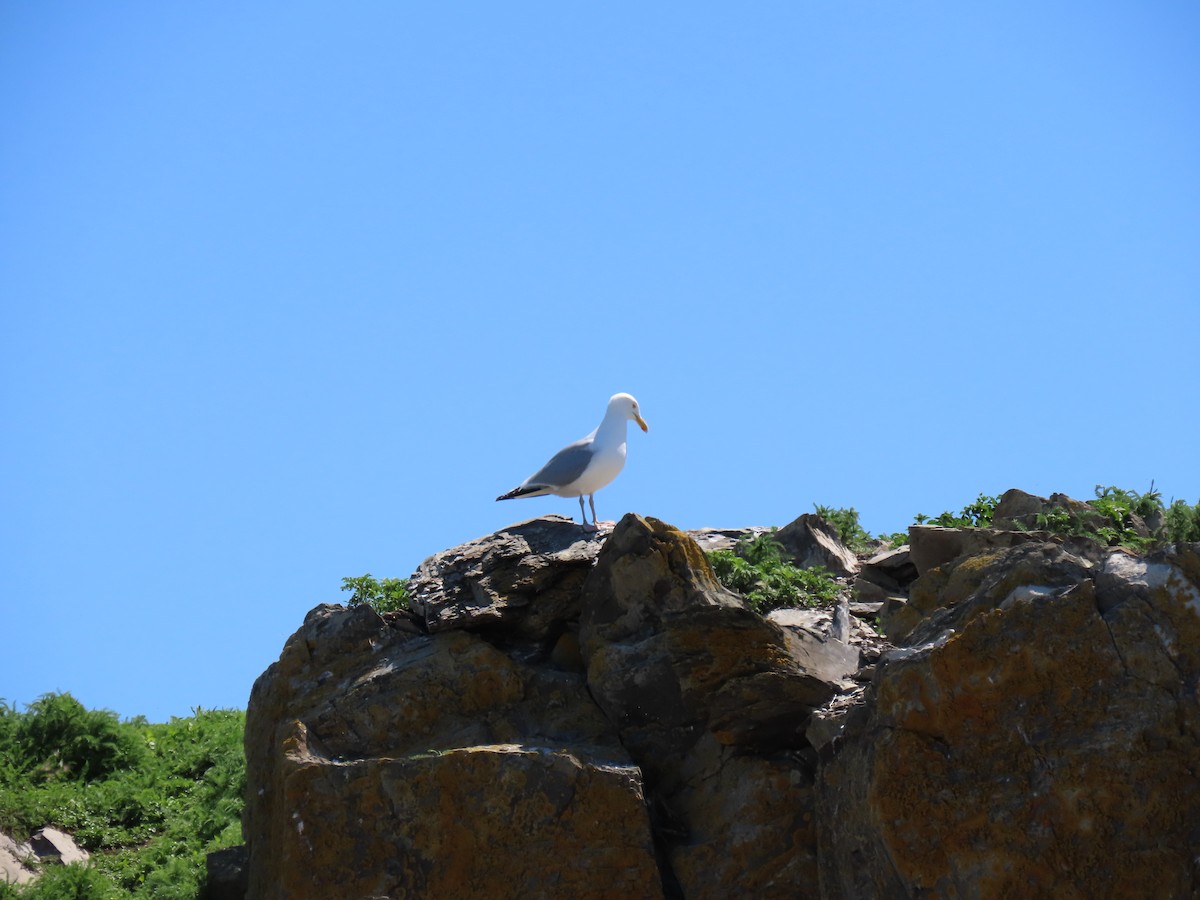 Herring Gull - ML620499496