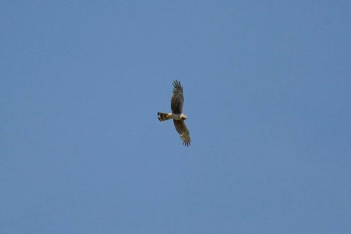 Northern Harrier - ML620499500