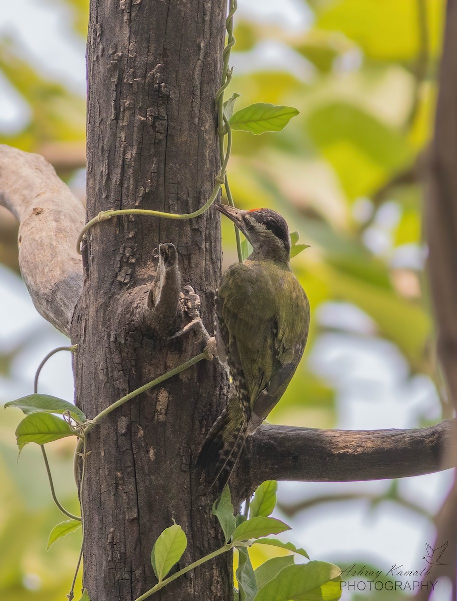 Streak-throated Woodpecker - Ashray Kamath