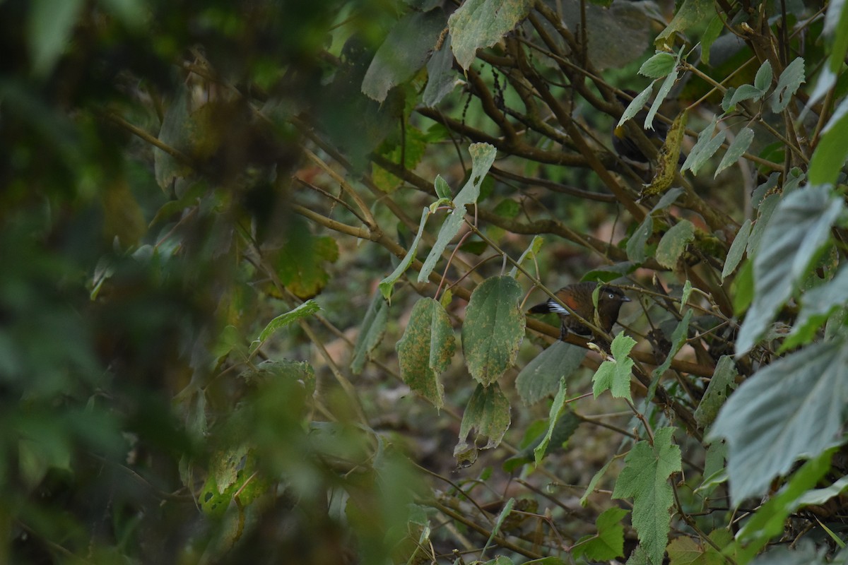 Blue-winged Laughingthrush - ML620499506