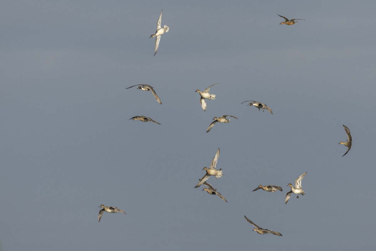 Northern Pintail - ML620499514