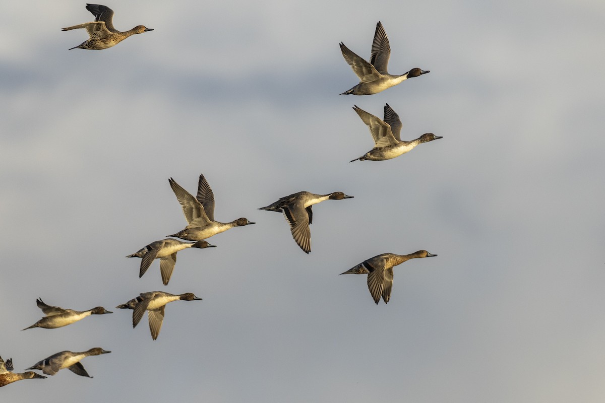 Northern Pintail - ML620499515