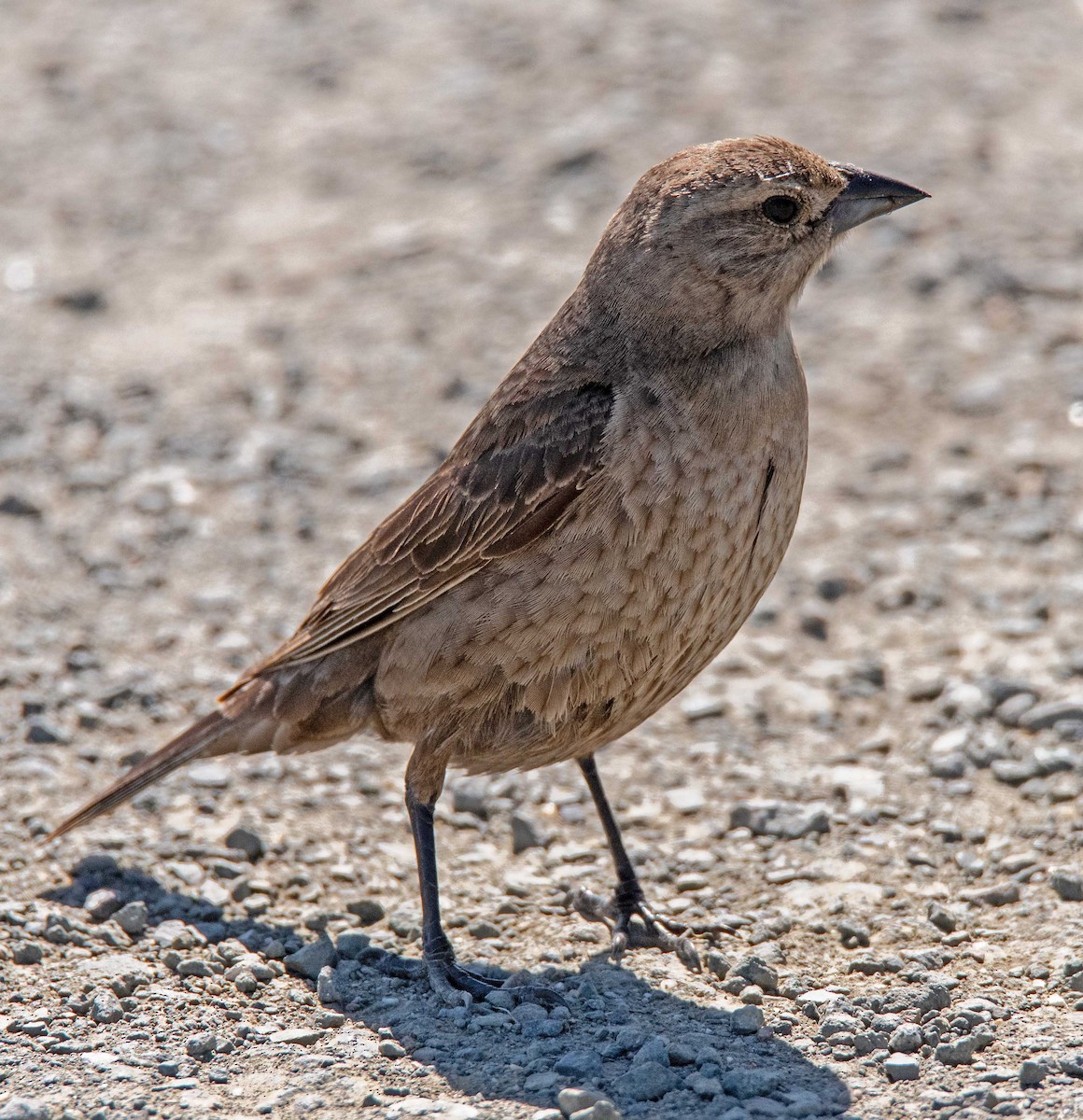 Brown-headed Cowbird - ML620499519