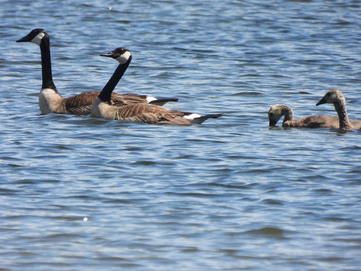 Canada Goose - ML620499520