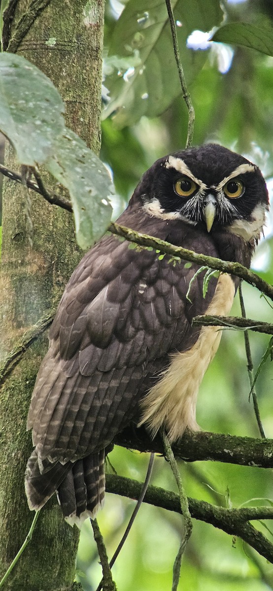 Spectacled Owl - ML620499525