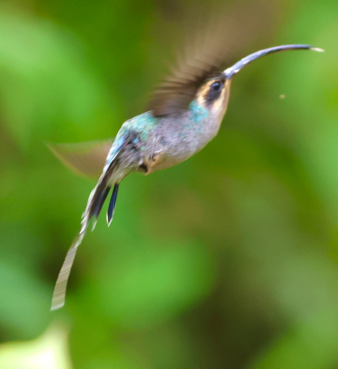 kolibřík šedobřichý - ML620499526