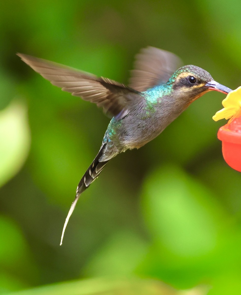 Long-billed Hermit - ML620499527