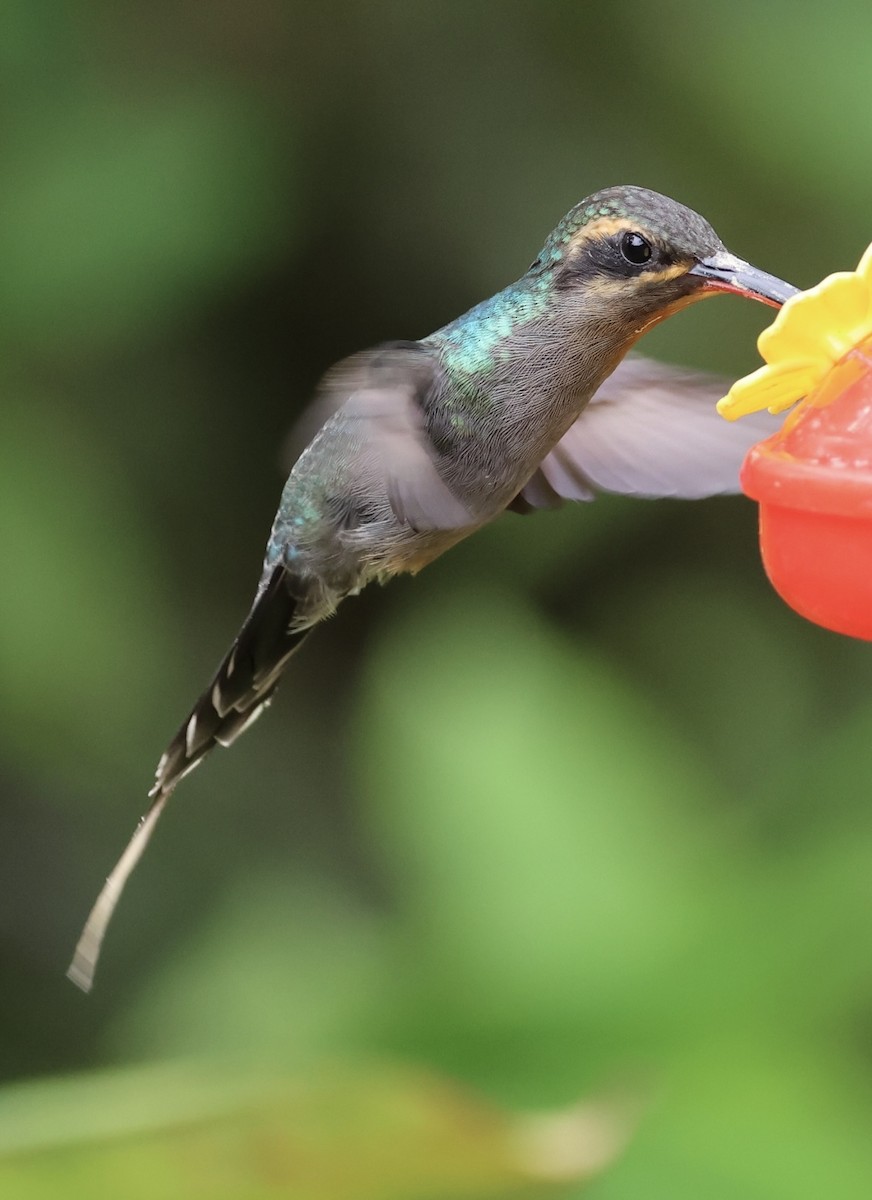 Long-billed Hermit - ML620499528