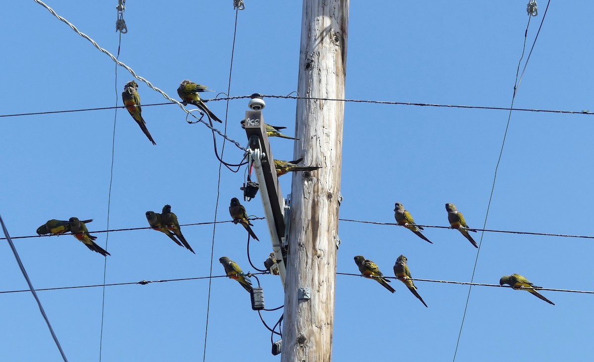 Burrowing Parakeet - ML620499533