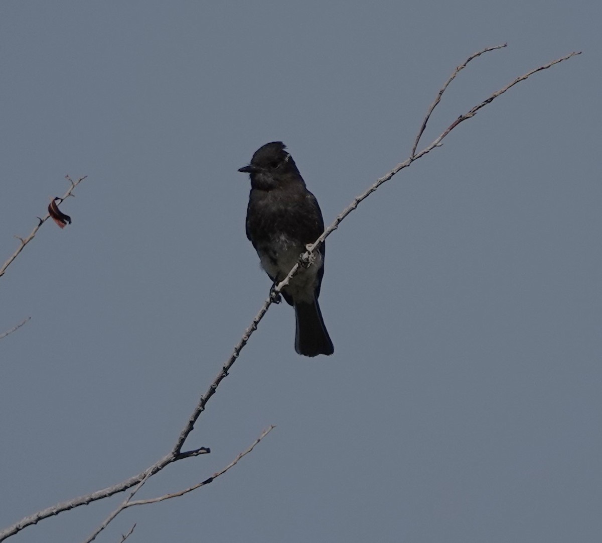 Black Phoebe - ML620499535