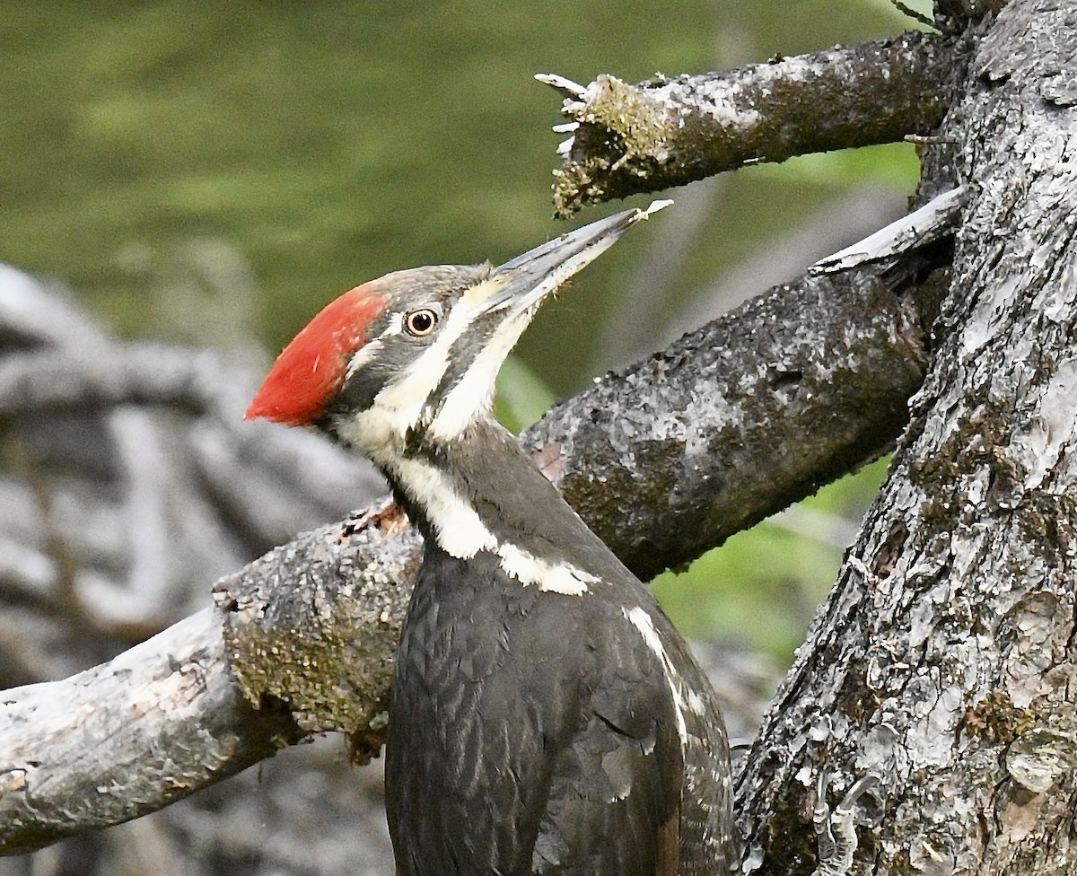 Pileated Woodpecker - ML620499541