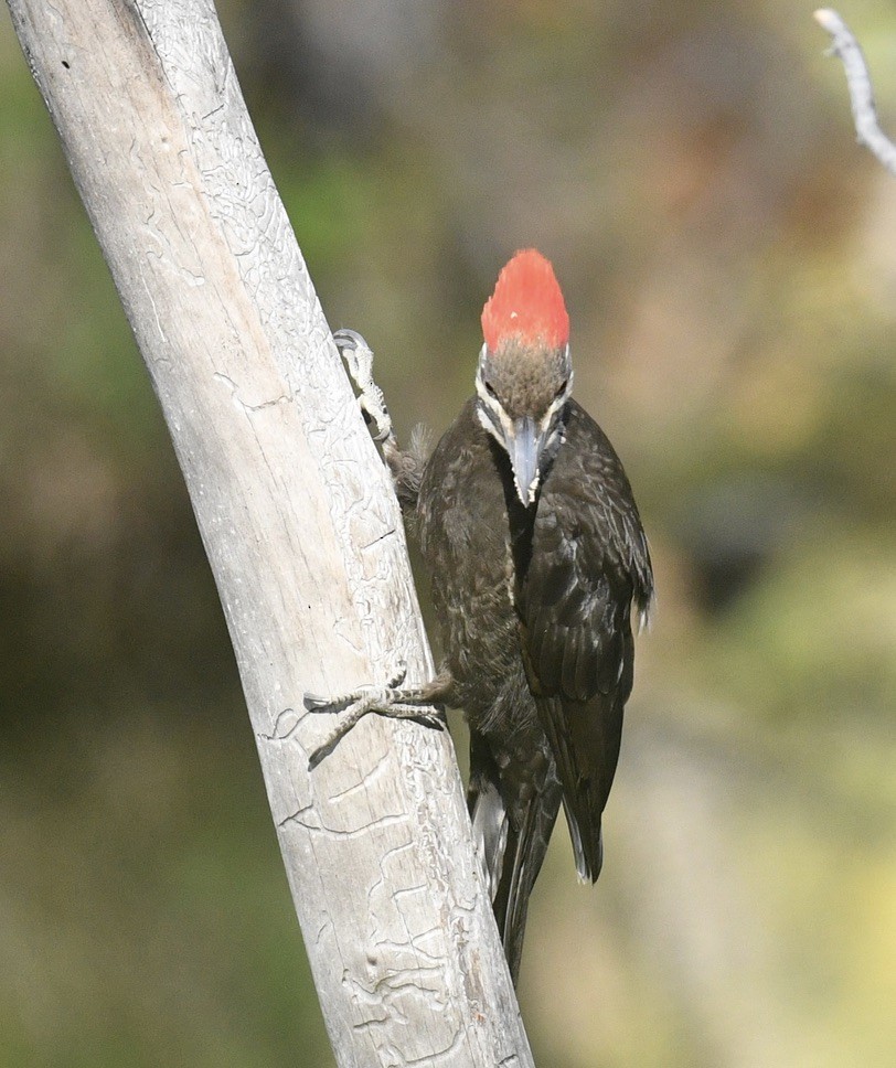 Pileated Woodpecker - ML620499542